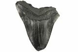 Bargain, Fossil Megalodon Tooth - South Carolina #169327-1